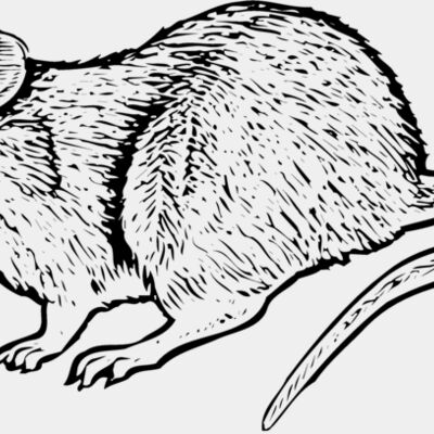 MOUSE004 Thumbnail