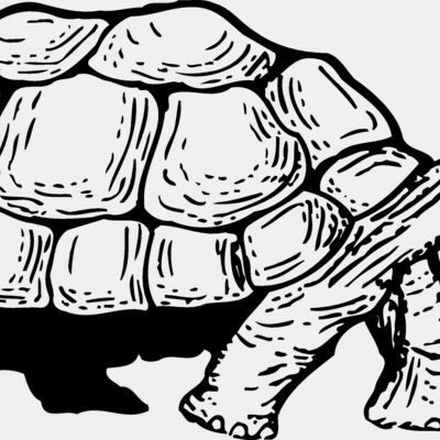 TURTLE01 Thumbnail