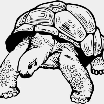 TURTLE02 Thumbnail