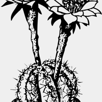 CACTUS03 Thumbnail